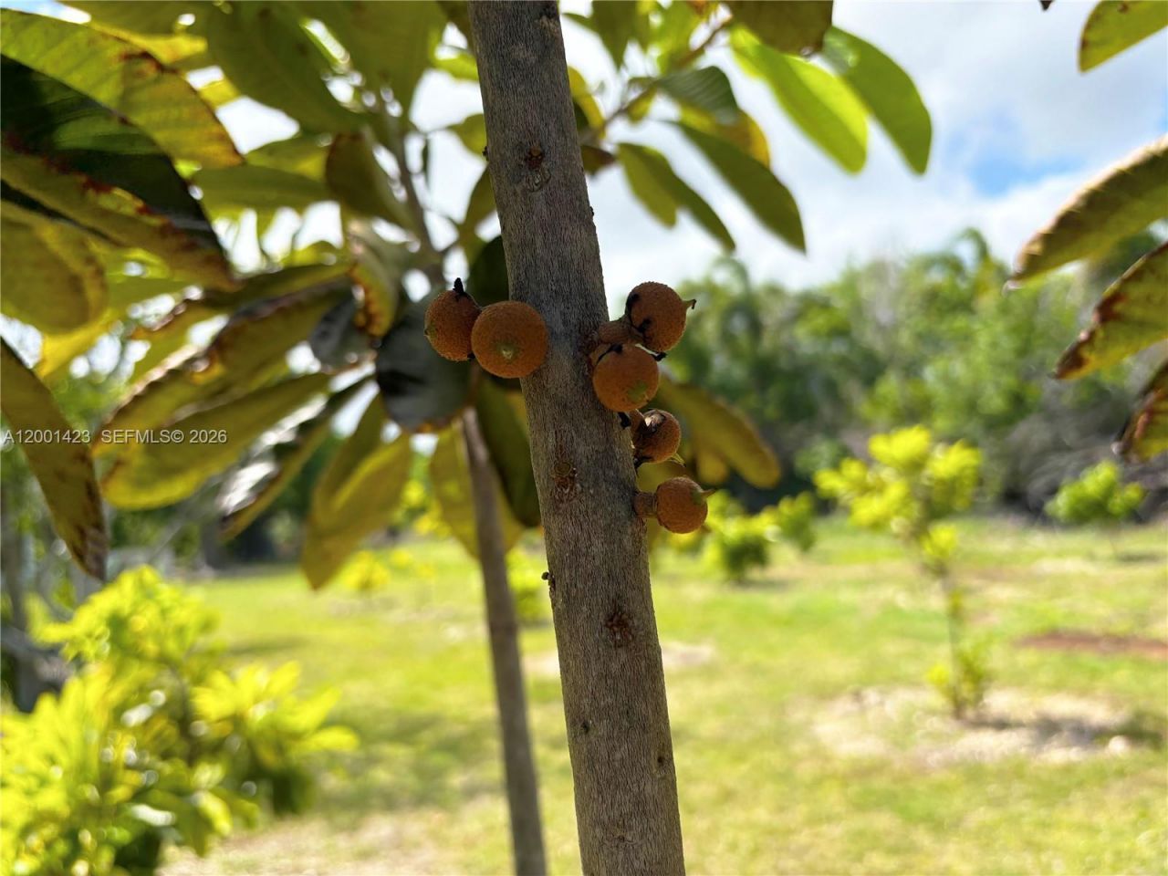 24200 SW 120th Ave , Homestead, FL 33032 Photo