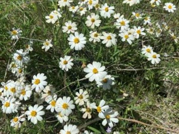 20601 Oxbow TRL , Lago Vista, TX 78645