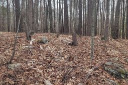 2458 Chapin Road  photo 4