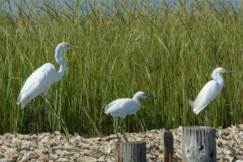 1015 Blue Stem Dr.  Photo 32