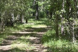 0 Thicket Lane photo 4