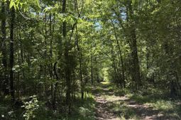 0 Thicket Lane photo 4