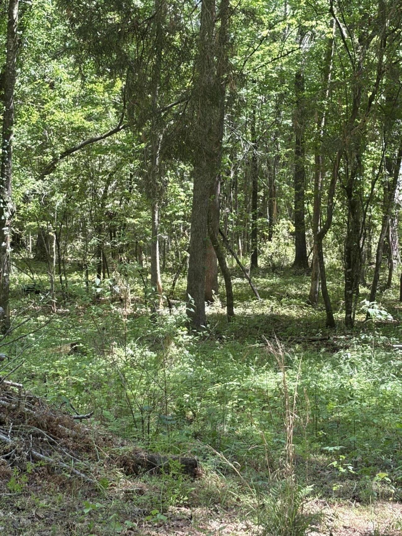 0 Thicket Lane Photo 4