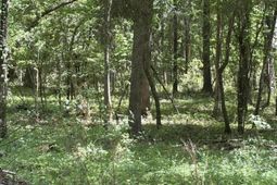 0 Thicket Lane photo 4