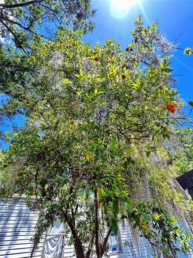 111 Ashville Street , Unit Lot 19, Apopka, FL 32712 Photo