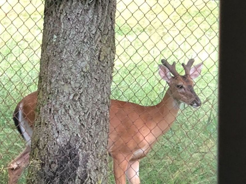 3149 Ivy Hill Circle, Unit C, Cortland, OH 44410 Photo 52
