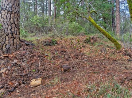 15-acres Old Vineyard, Placerville, CA 95667 Photo