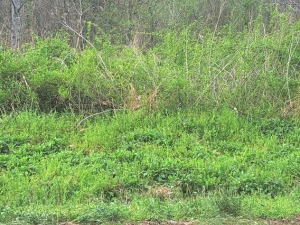 0 Napier Rd, Hohenwald, TN 38462