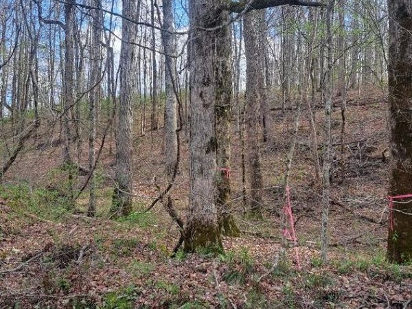 0B Napier Rd, Hohenwald, TN 38462