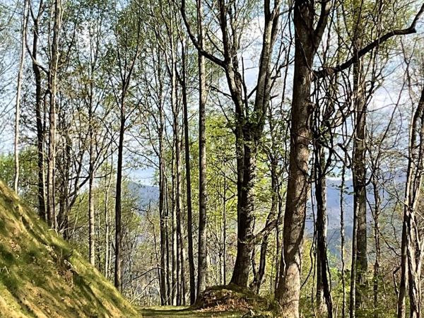 1414 Easy Wind Drive , Swannanoa, NC 28778