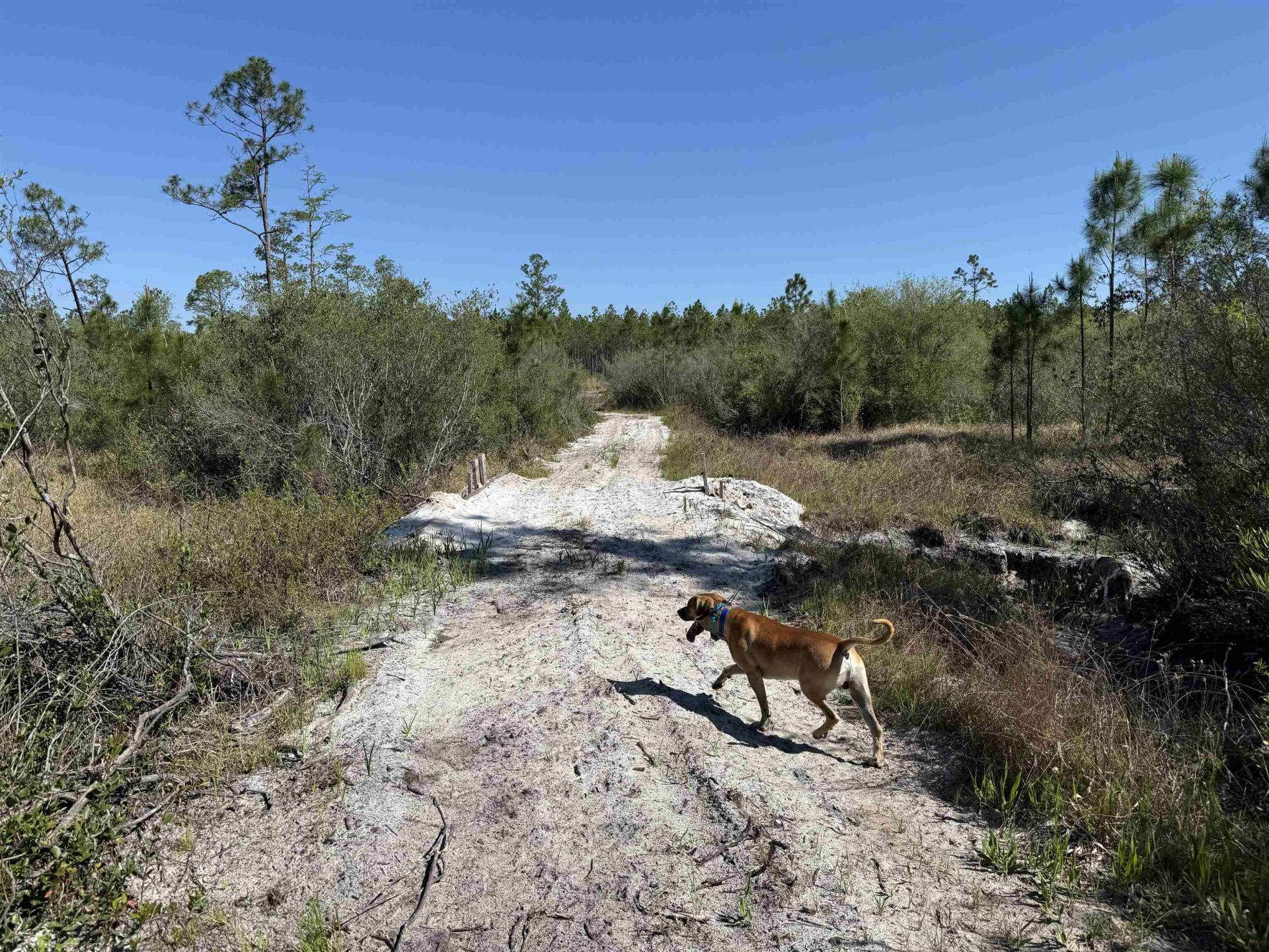 0000 Madison Main Line Road , Greenville, FL 32331 Photo