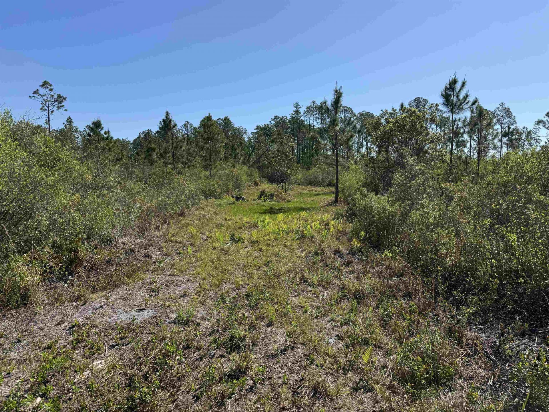 0000 Madison Main Line Road , Greenville, FL 32331 Photo