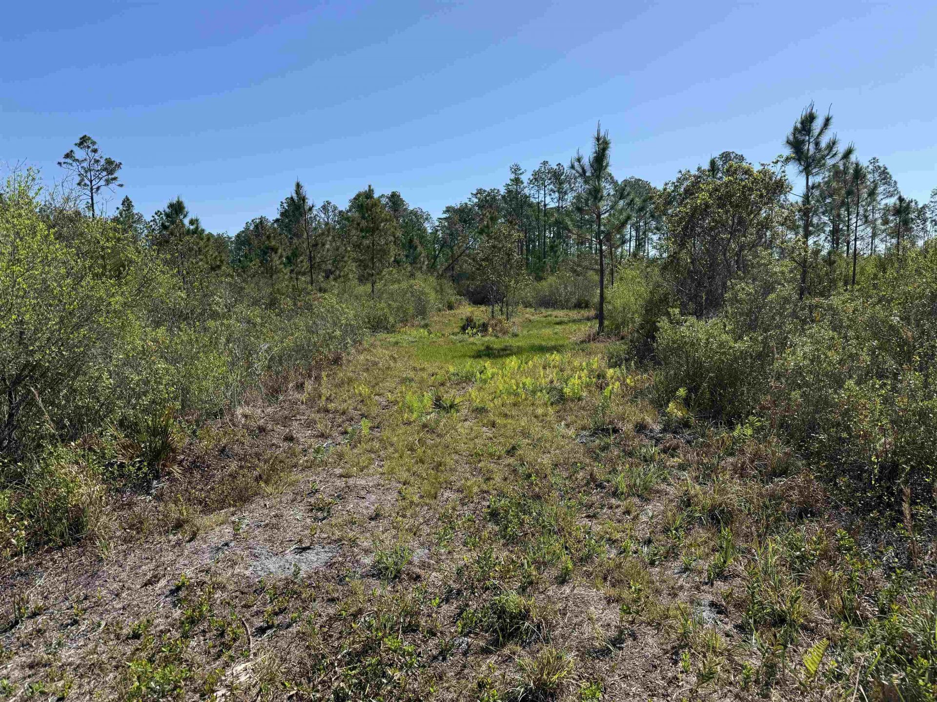 0000 Madison Main Line Road , Greenville, FL 32331 Photo