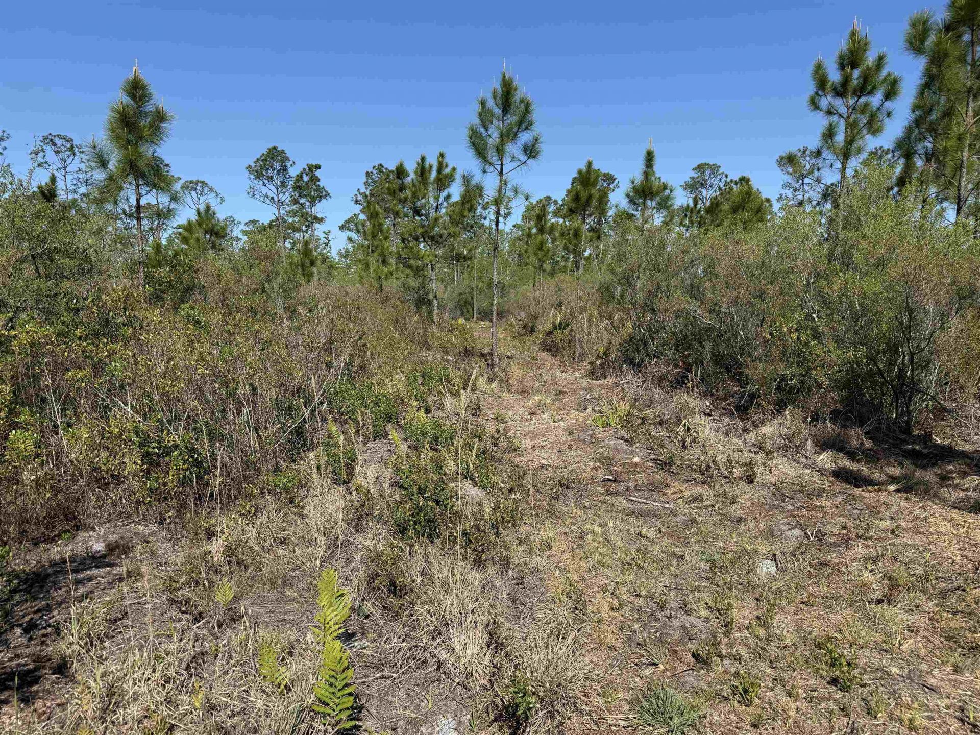 0000 Madison Main Line Road , Greenville, FL 32331 Photo