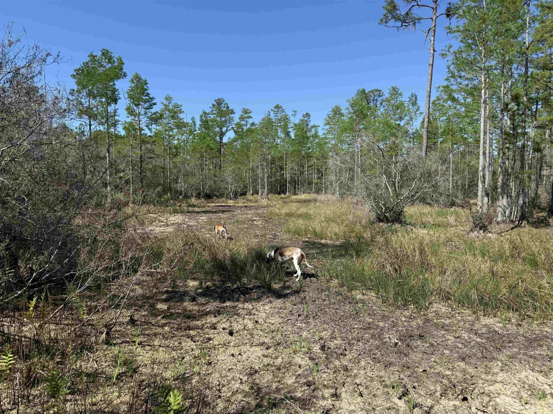 0000 Madison Main Line Road , Greenville, FL 32331 Photo