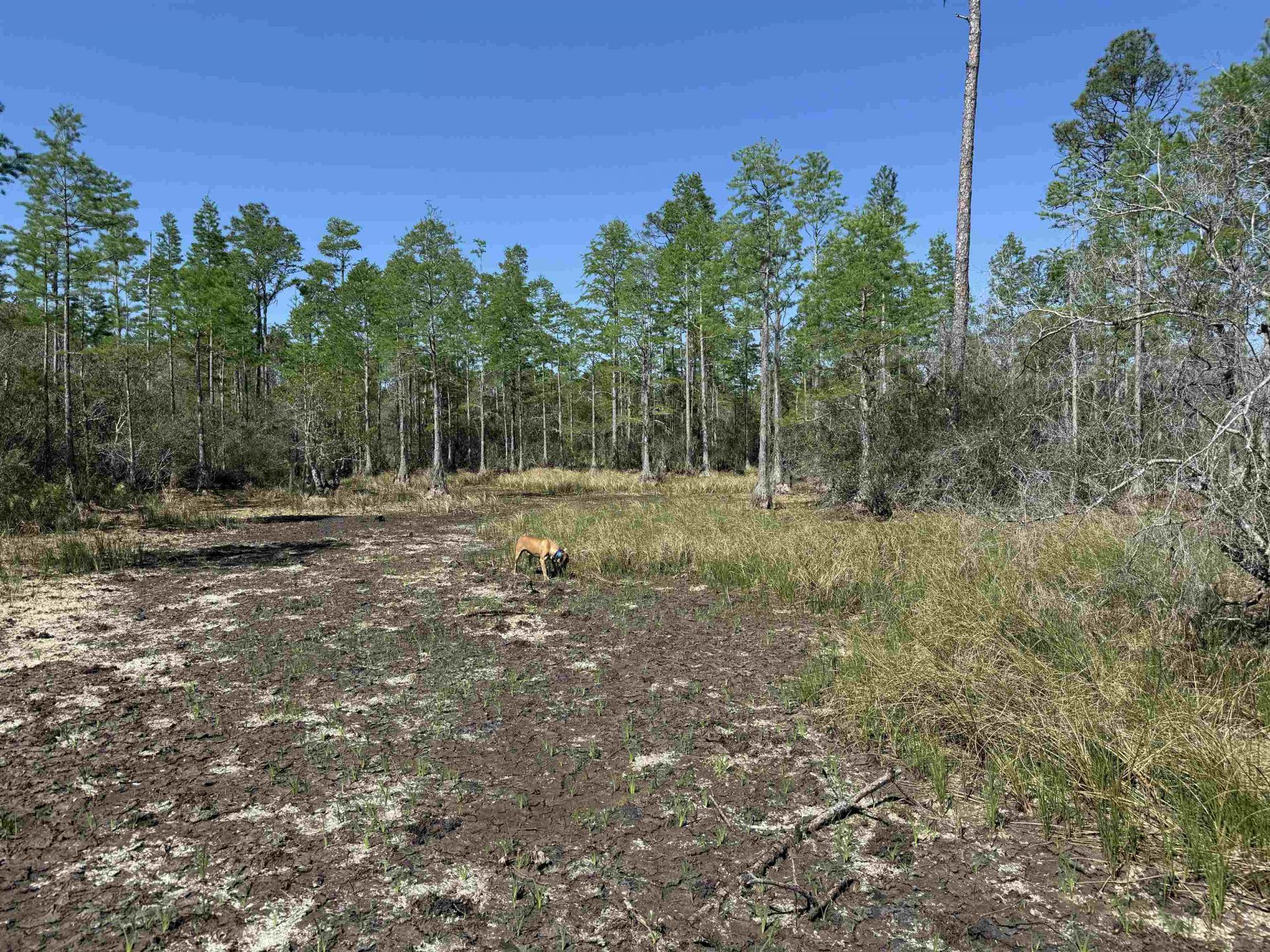 0000 Madison Main Line Road , Greenville, FL 32331 Photo