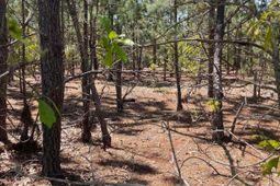 Bdf 1 Beaverdam Road  photo 4