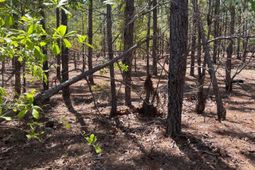 Bdf 1 Beaverdam Road  photo 4