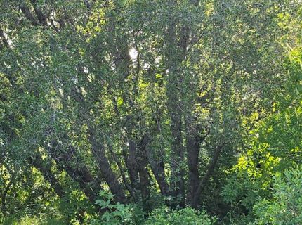 2059  Bell Rd, Auburn, CA 95602 Photo
