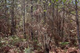 Bdf 2 Beaverdam Road  photo 4