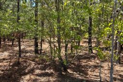 Bdf 2 Beaverdam Road  photo 4