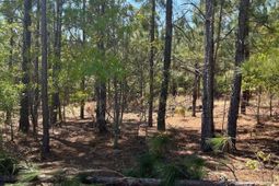 Bdf 2 Beaverdam Road  photo 4