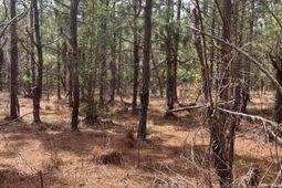 Bdf 3 Beaverdam Road  photo 4