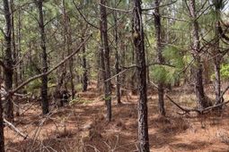 Bdf 3 Beaverdam Road  photo 4