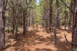 Bdf 3 Beaverdam Road  photo 4