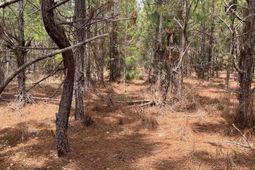 Bdf 3 Beaverdam Road  photo 4