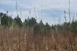 Bdf 4 Beaverdam Road photo 4