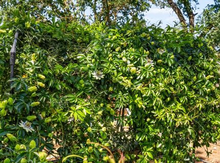 6731 5th St, Rio Linda, CA 95673 Photo