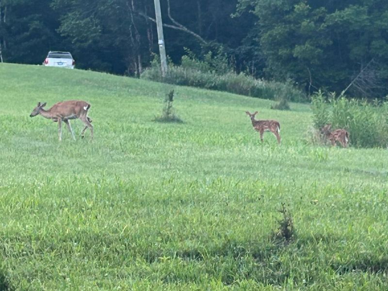 6357 Cecil Fields Road, Union, KY 41091 Photo 23