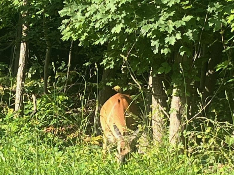 6357 Cecil Fields Road, Union, KY 41091 Photo 32