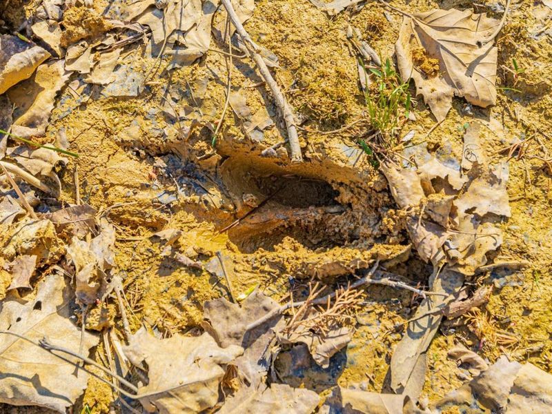 6930 St Rt 73, Franklin Twp, OH 45660 Photo 25