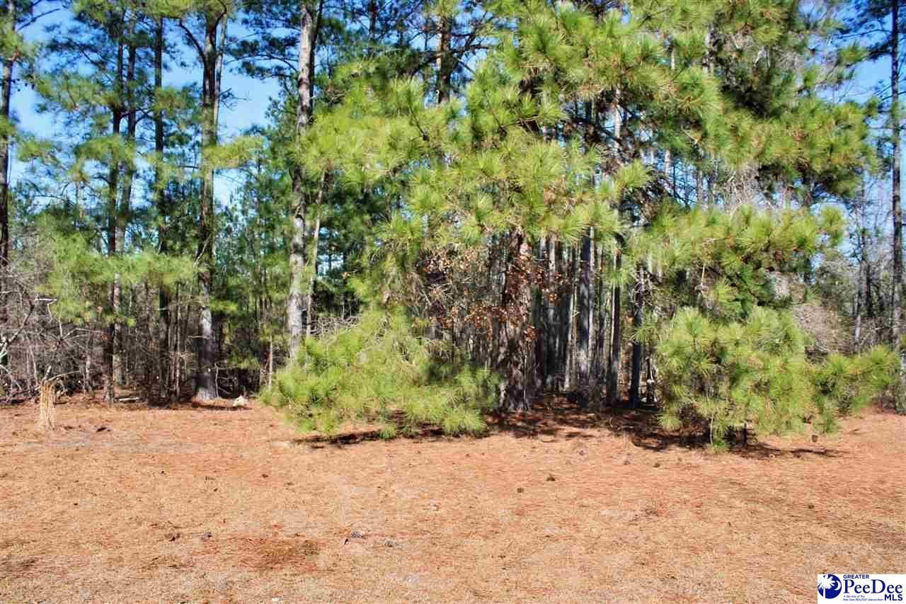 213 Pine Branch Lane Photo 6