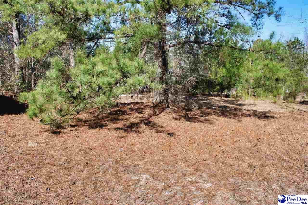 213 Pine Branch Lane Photo 7