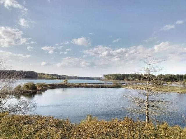 764 Maynard Lane Photo 54