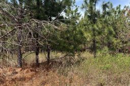 Bdf 6 Beaverdam Road photo 4