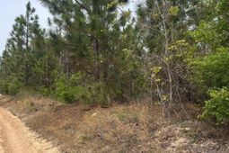 Bdf 6 Beaverdam Road photo 4