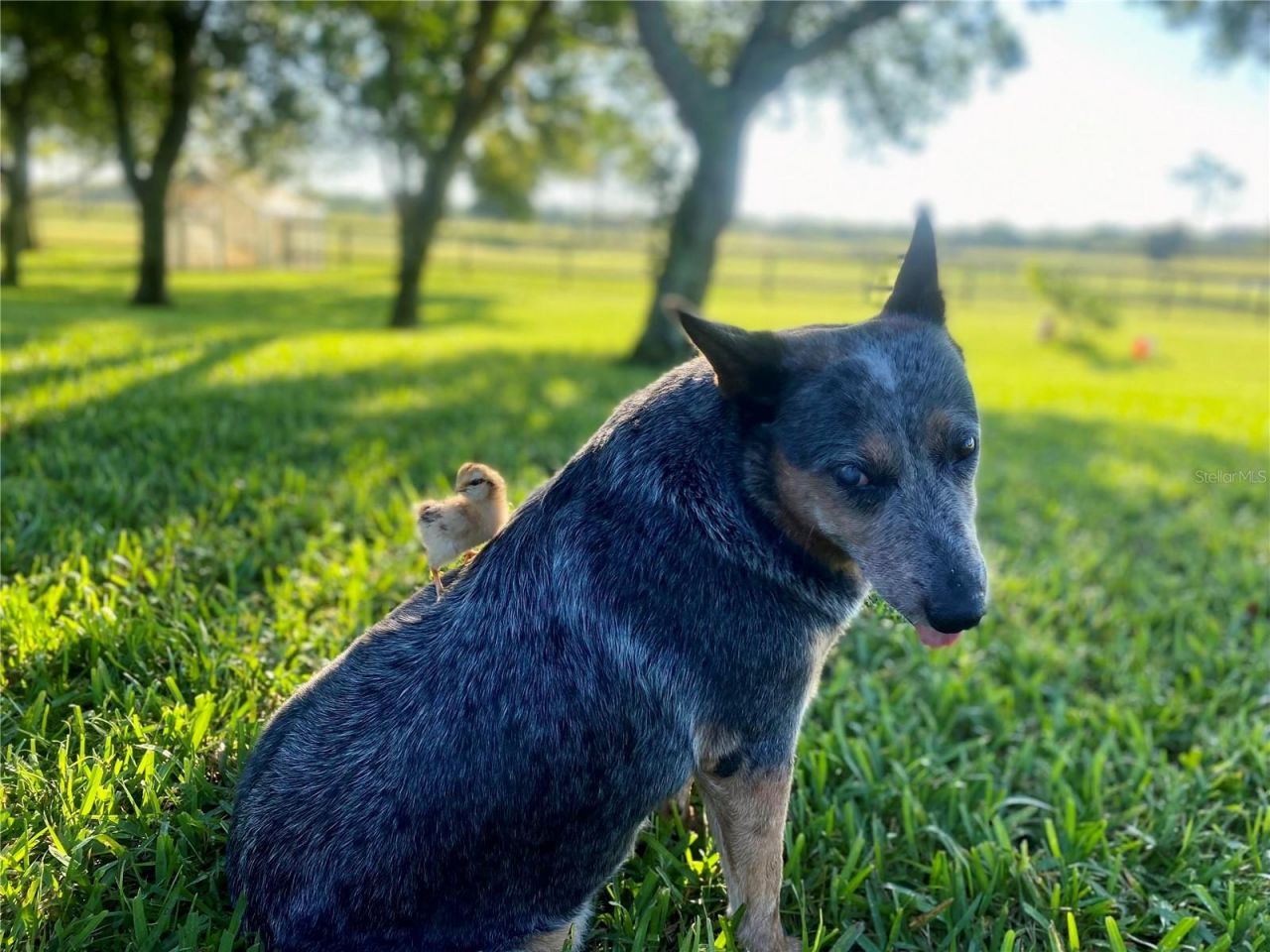 3046 N Bowden Road , Avon Park, FL 33825 Photo