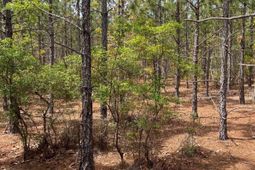 Bdf 8 Beaverdam Road  photo 4