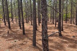 Bdf 8 Beaverdam Road  photo 4