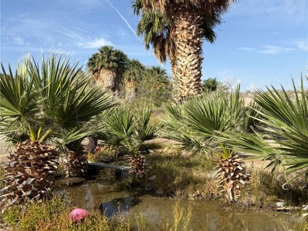 Gold Butte Road, Other, NV 89007