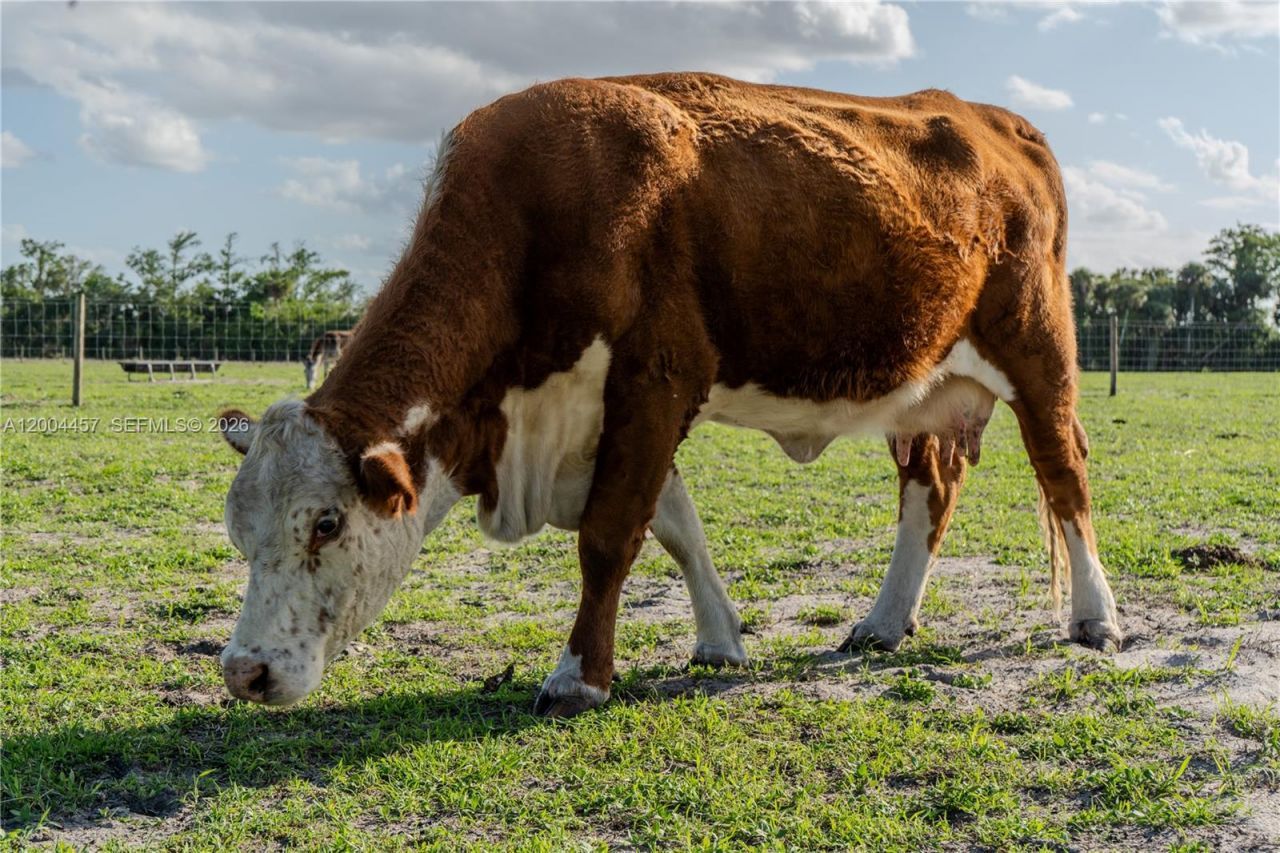 595 Norris Rd , La Belle, FL 33935 Photo