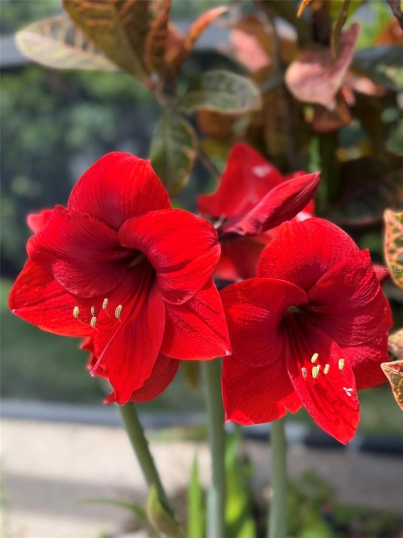 1584 Cherry Ridge Drive, Lake Mary, FL 32746 Photo