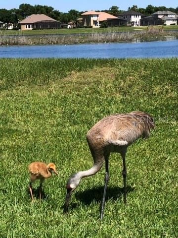 1584 Cherry Ridge Drive, Lake Mary, FL 32746 Photo