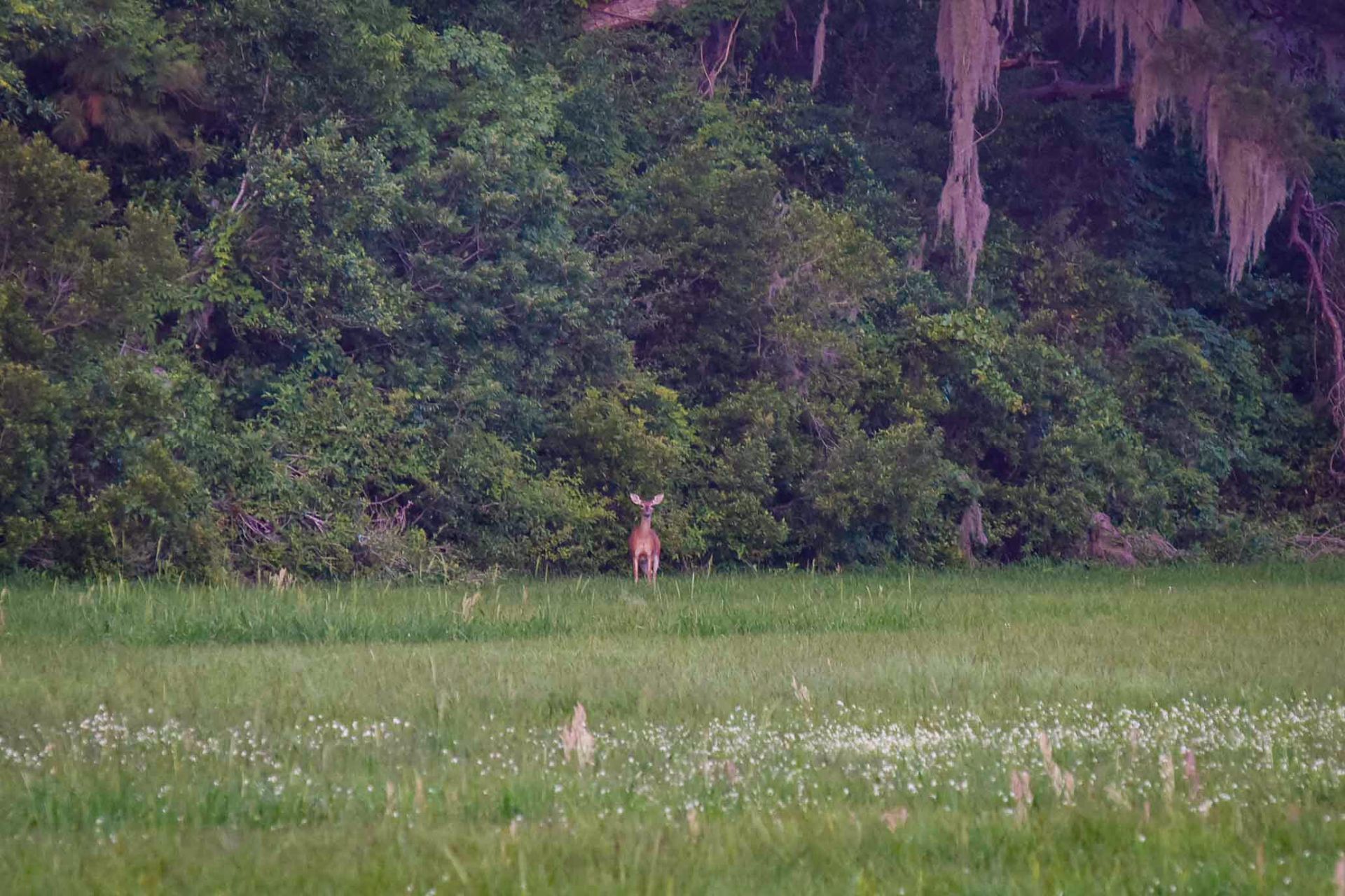 6001 Selkirk Plantation Road Photo 12