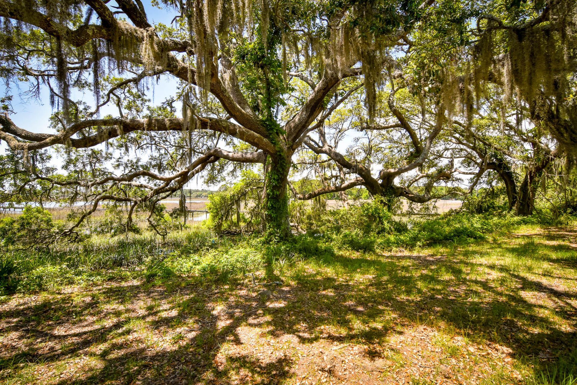 6001 Selkirk Plantation Road Photo 8