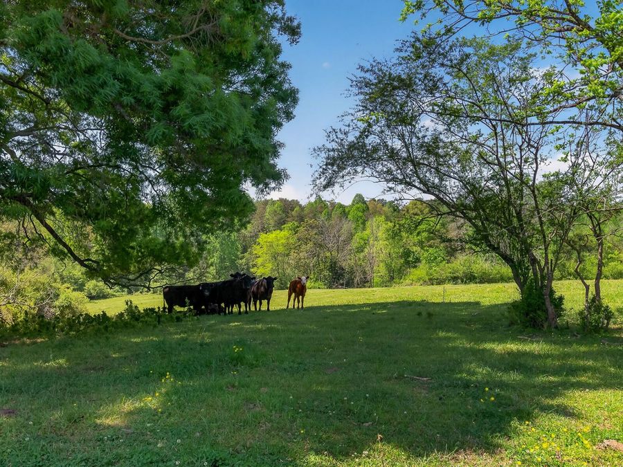 Property Image 35